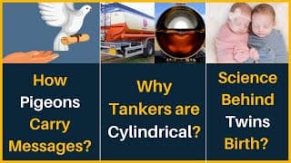 How Pigeons used to carry messages in Past