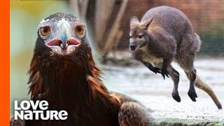 DEADLIEST Birds of Prey Hunting Moments