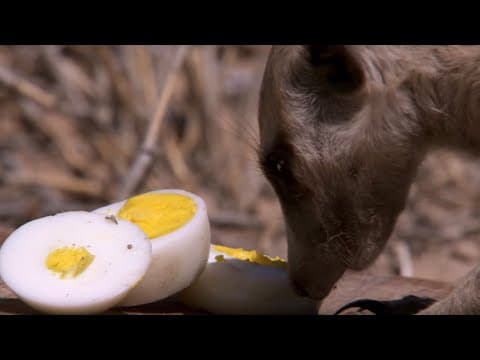 What's a Meerkat's Favourite Food? | BBC Earth