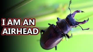 Stag Beetle facts| menacing mandibles