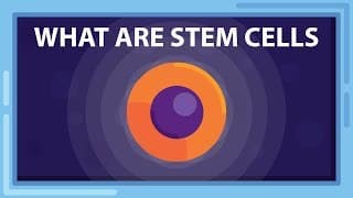 What are STEM CELLS |And What Can they Do