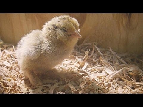 The Surprising Reason Birds First Grew Feathers - YouTube