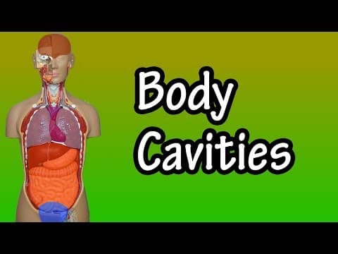 Body Cavities - Body Cavity Anatomy - Major Body Cavities