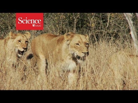 Why are lions smarter than tigers?