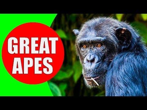 THE GREAT APES - Gorillas Orangutans Chimpanzees and Bonobo Apes