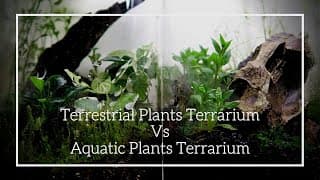 Terrestrial plants terrarium Vs Aquatic plants terrarium