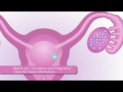 Ovulation and pregnancy