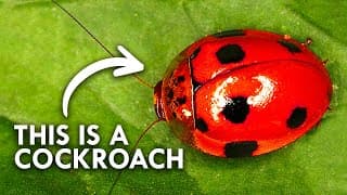Cockroaches Are Cuter Than You Think