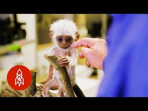 Spying on Wildlife With Animal Robots