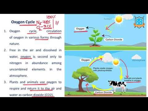 What is Oxygen Cycle ? || Oxygen Cycle అంటే ఏమిటి?