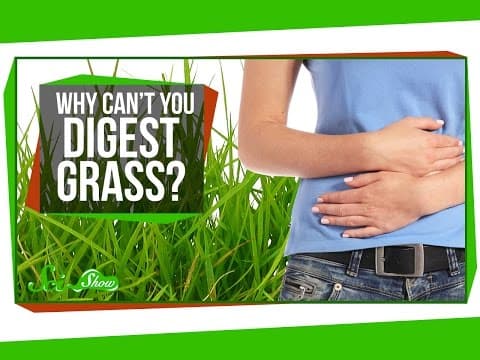 Why Can't You Digest Grass?