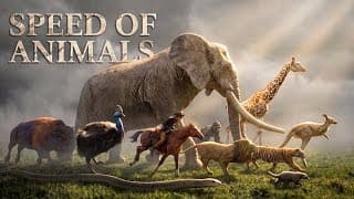 SPEED COMPARISON 3D Animals
