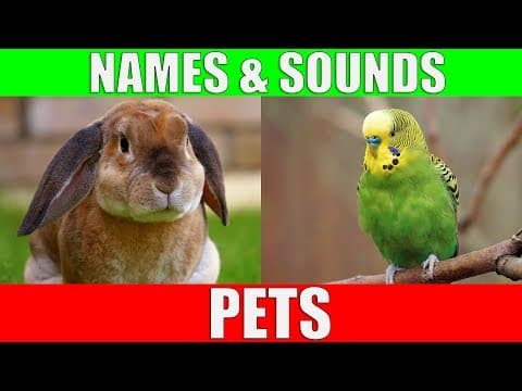 Learn Names of Pets for Kids - Pet Animal Names and Sounds for Children