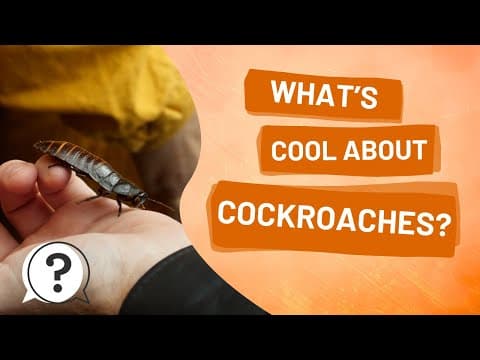Whats cool about cockroaches