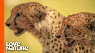 Cheetahs Team Up To Hunt For Food | Predator Perspective