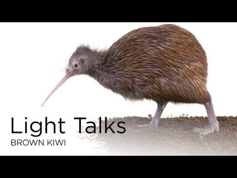 Light Talks- Brown Kiwi
