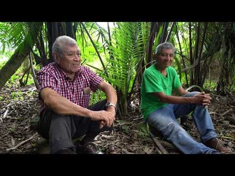 The Maya Milpa Cycle, a sustainable forest gardening method