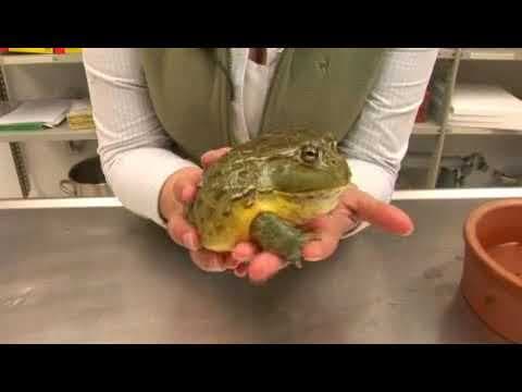 African Bullfrog Facts