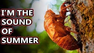 Cicada facts| the sounds of summer