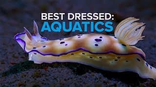AMAZING and Dangerous Sea Creatures