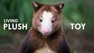 Tree Kangaroo |The Living Plush Toy