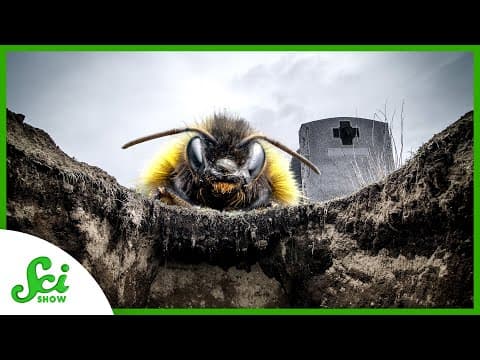 The Bees That Eat Corpses - YouTube