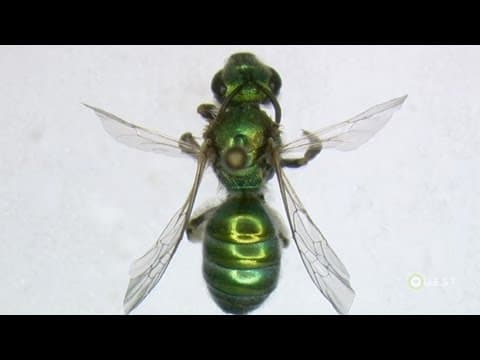 Meet the Natives- Wild Bees