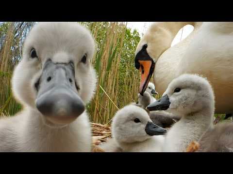 Amazing Close Up Film of Swan Cygnets inside Nest | Discover Wildlife | Robert E Fuller - YouTube