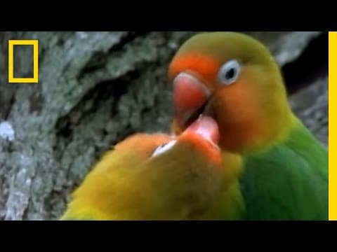 Birds of Paradise - Lovebirds