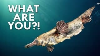 Everything about the Platypus is Weird