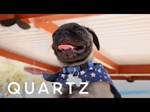 The age when dogs are cutest, according to science - YouTube