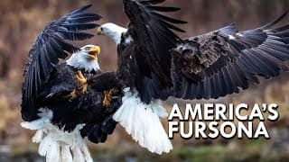 Bald Eagle | America’s Fursona