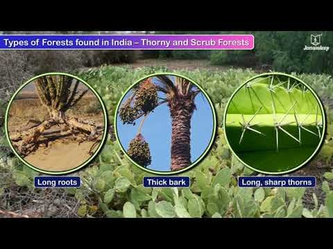 Forests | New Sparkle Semester Series Social Studies Grade 4 | Jeevandeep