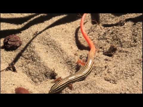 Lizards' amazing tails! The red-tailed vanzosaur HD - YouTube