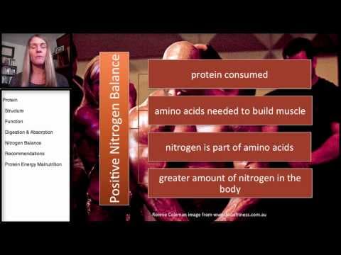 Protein: Nitrogen Balance