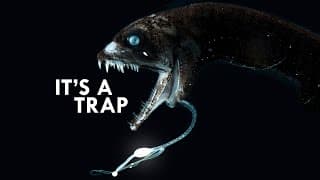 Bioluminescence| Don't Trust The Light