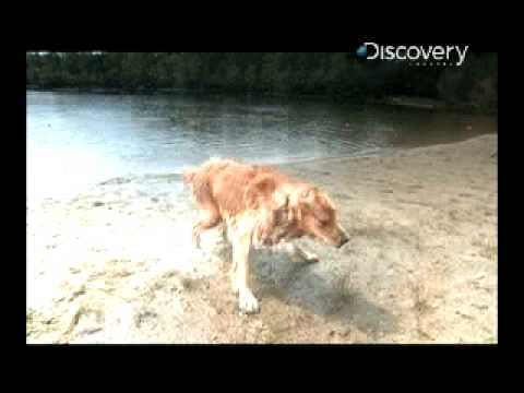 Time Warp  Dog Shake Short