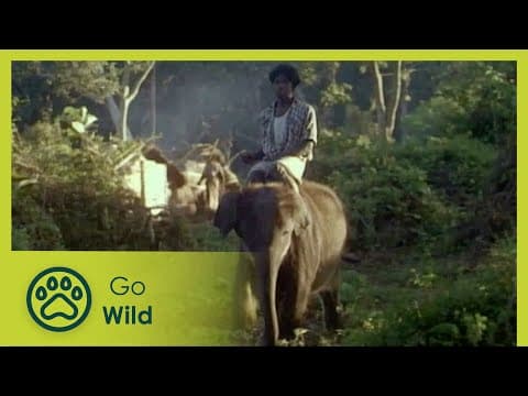 Indian elephants - fantastic creatures