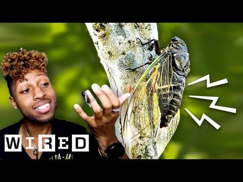 Why are cicadas so loud. Entomologist Dr. Samuel Ramsey explains