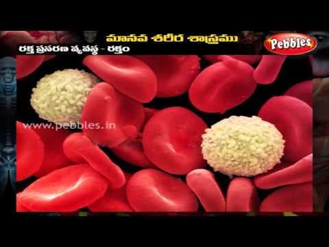 Human Body - Circulatory System - Telugu