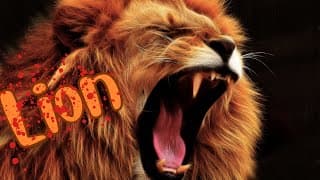 Lions Up Close and Personal