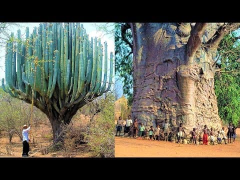 World's Largest Cactus and The Biggest Tree