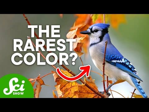Rare Colors: How Nature Creates Blue Hues - YouTube