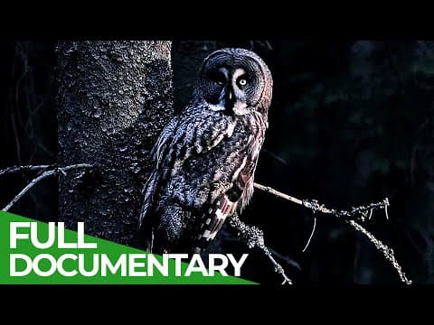 Predators after dark-race of life-episode 13-owner free documentary nature