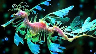 Leafy Sea Dragon Facts| Leafy DRAGON of the SEA