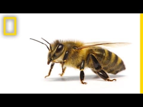 How Do Honeybees Get Their Jobs? | National Geographic - YouTube