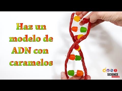 Haz un modelo de ADN con caramelos - YouTube