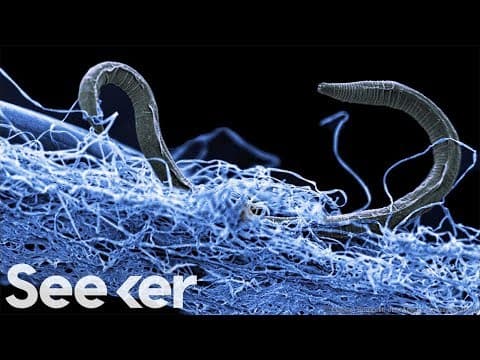 There’s a Subterranean Biosphere Hiding in the Earth’s Crust and It’s MASSIVE