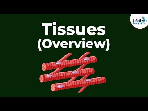 Tissues - Overview | Don't Memorise
