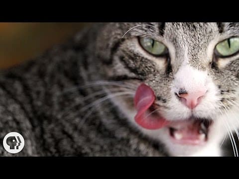 Why Does Your Cat's Tongue Feel Like Sandpaper? | Deep Look - YouTube